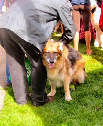 Drew, Eastmoreland Dog Show, Reed College