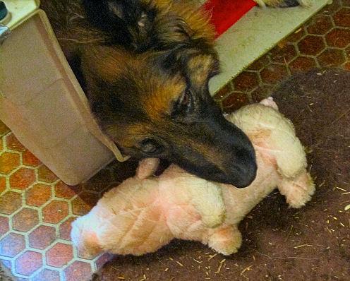 Sable, hanging out, crate, plush toy, pillow