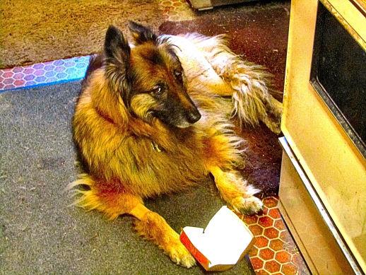 Sable recovering nicely on Feb. 19, 2022, in the kitchen with a box of McDonald's chicken nuggest